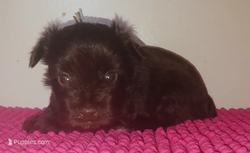 Mia's Lavender Ribbon Girl  – Miniature Schnauzer puppy for sale in Norman, OK