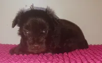 Mia's Lavender Ribbon Girl , a female Miniature Schnauzer for sale in Norman, OK – 4 of 10