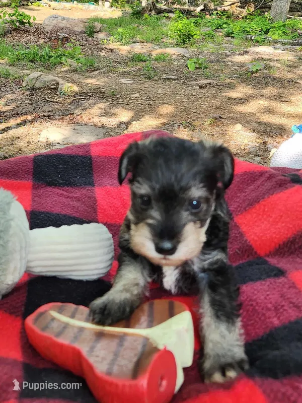 Mario – Miniature Schnauzer puppy for sale in Norman, OK