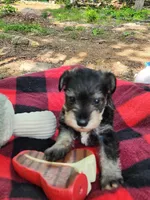 Mario, a male Miniature Schnauzer for sale in Norman, OK – 2 of 8