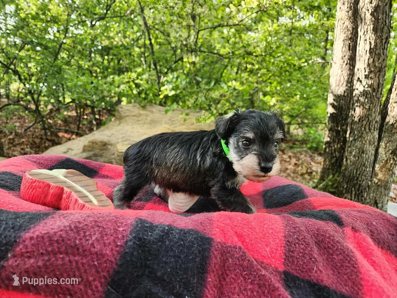 Graham – Miniature Schnauzer puppy for sale in Norman, OK