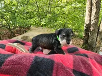 Mario, a male Miniature Schnauzer for sale in Norman, OK – 5 of 8