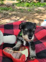 Mario, a male Miniature Schnauzer for sale in Norman, OK – 8 of 8