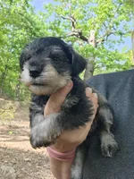 Mario, a male Miniature Schnauzer for sale in Norman, OK – 1 of 8