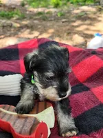 Mario, a male Miniature Schnauzer for sale in Norman, OK – 4 of 8