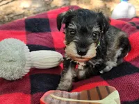 Mario, a male Miniature Schnauzer for sale in Norman, OK – 6 of 8