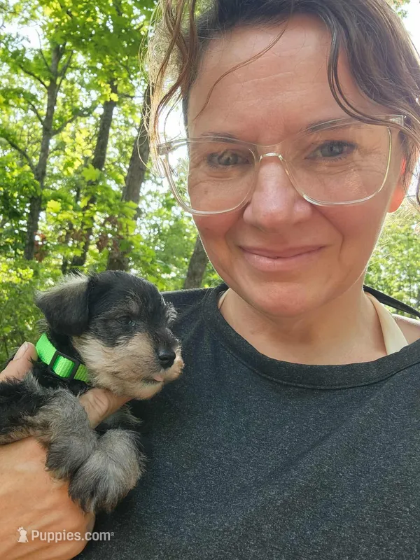 Graham – Miniature Schnauzer puppy for sale in Norman, OK