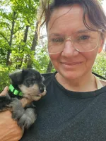 Mario, a male Miniature Schnauzer for sale in Norman, OK – 3 of 8