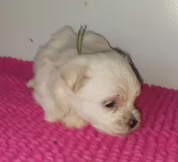 Posey's Green Ribbon Boy , a male Maltese for sale in Norman, OK – 7 of 10