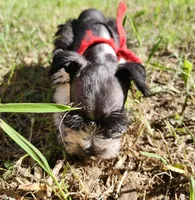 Hoppers Red Ribbon Girl, a female Miniature Schnauzer for sale in Norman, OK – 8 of 10