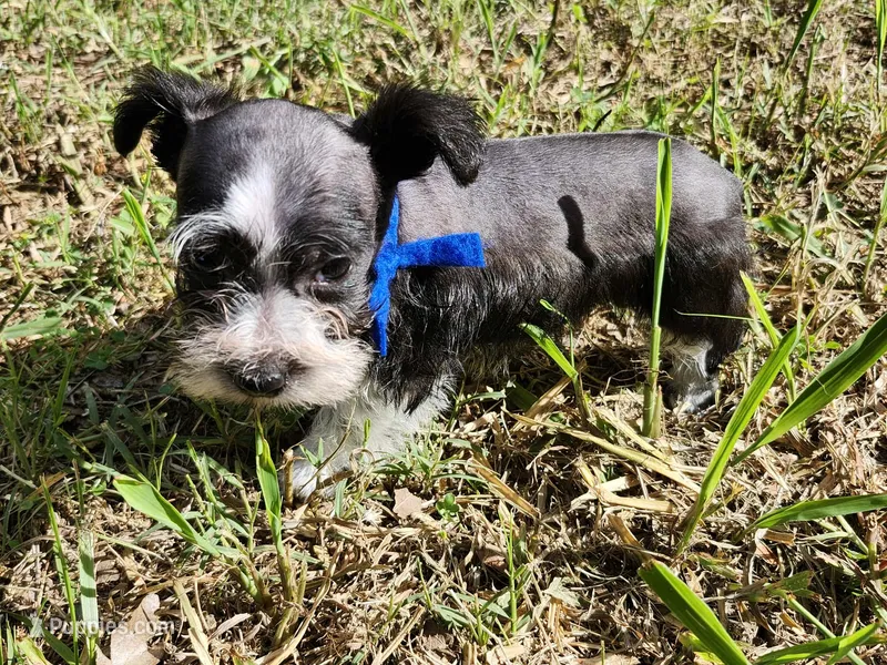 Hoppers Blue Ribbon Boy – Miniature Schnauzer puppy for sale in Norman, OK