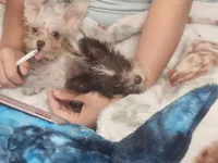 Vanilla Waffer, a male Miniature Schnauzer for sale in Norman, OK – 3 of 5