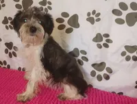 Hoppers Red Ribbon Girl **reduced**, a female Miniature Schnauzer for sale in Norman, OK – 5 of 10
