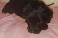 Tiara's Purple Ribbon Girl, a female Miniature Schnauzer for sale in Norman, OK – 6 of 10