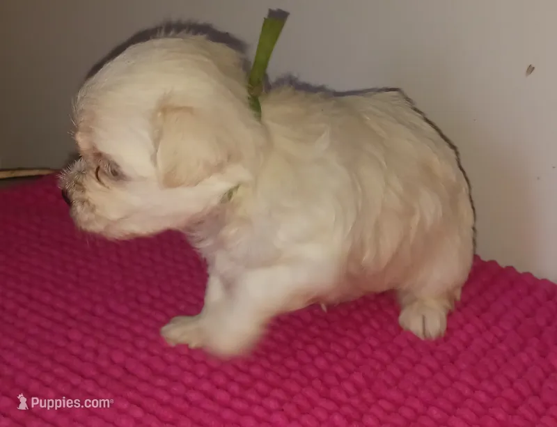Posey's Green Ribbon Boy  – Maltese puppy for sale in Norman, OK