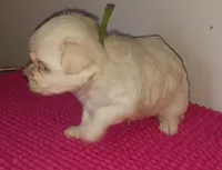 Posey's Green Ribbon Boy , a male Maltese for sale in Norman, OK – 2 of 10