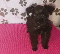 Tiara's Purple Ribbon Girl, a female Miniature Schnauzer for sale in Norman, OK – 4 of 10