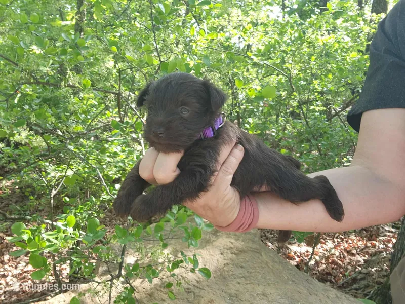 Thelma – Miniature Schnauzer puppy for sale in Norman, OK