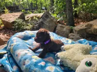 Thelma, a female Miniature Schnauzer for sale in Norman, OK – 4 of 7
