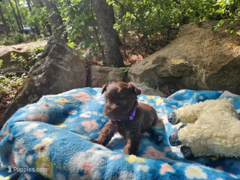 Thelma – Miniature Schnauzer puppy for sale in Norman, OK