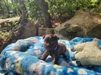 Thelma, a female Miniature Schnauzer for sale in Norman, OK – 1 of 7