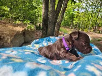 Thelma, a female Miniature Schnauzer for sale in Norman, OK – 6 of 7