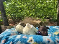 Thelma, a female Miniature Schnauzer for sale in Norman, OK – 7 of 7