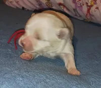 Posey's Red Ribbon Girl , a female Maltese for sale in Norman, OK – 6 of 10