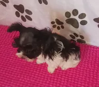 Tiny boy, a male Miniature Schnauzer for sale in Norman, OK – 4 of 10