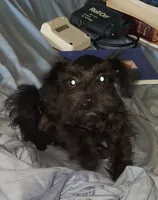 Tiara's Purple Ribbon Girl, a female Miniature Schnauzer for sale in Norman, OK – 3 of 8