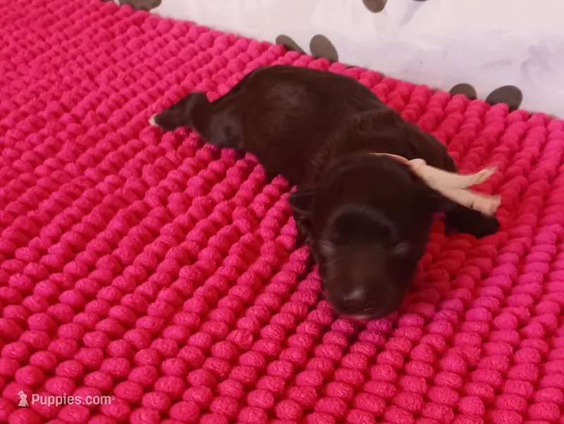 Mia's Lavender Ribbon Girl  – Miniature Schnauzer puppy for sale in Norman, OK