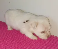 Posey's Brown Ribbon Boy , a male Maltese for sale in Norman, OK – 6 of 10