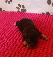 Mia's Little Boy, a male Miniature Schnauzer for sale in Norman, OK – 6 of 9
