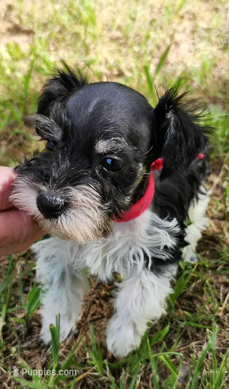 Hoppers Red Ribbon Girl – Miniature Schnauzer puppy for sale in Norman, OK