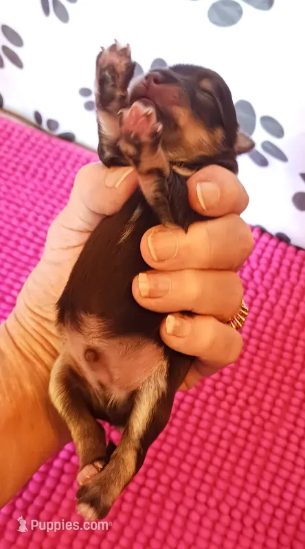 Mia's Little Boy – Miniature Schnauzer puppy for sale in Norman, OK