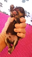 Mia's Little Boy, a male Miniature Schnauzer for sale in Norman, OK – 2 of 9