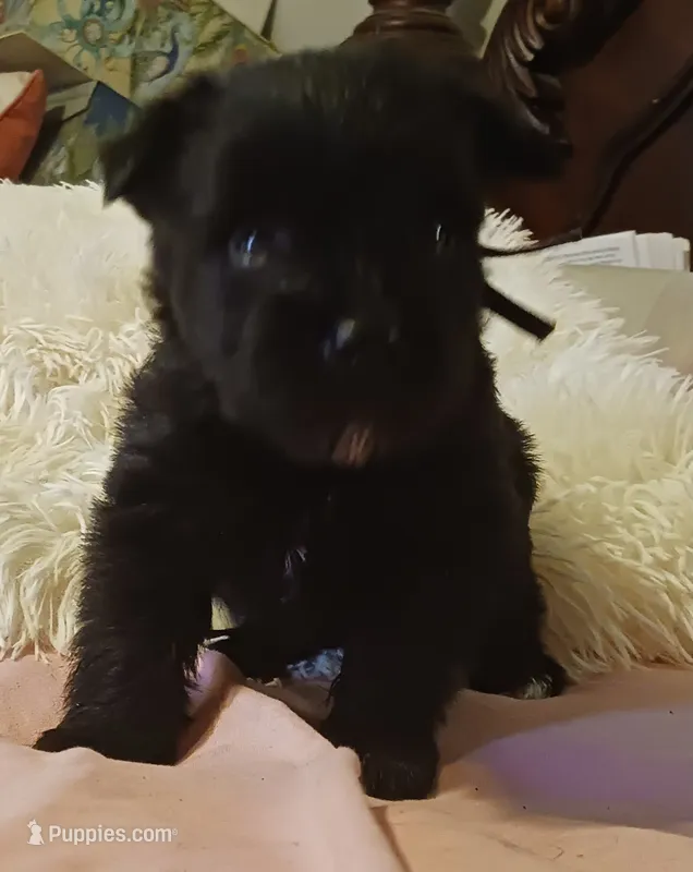 Tiara's Purple Ribbon Girl – Miniature Schnauzer puppy for sale in Norman, OK