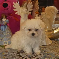 Posey's Green Ribbon, a male Maltese for sale in Norman, OK – Photo 1 of 8