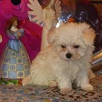 Posey's Green Ribbon, a male Maltese for sale in Norman, OK – Photo 6 of 8