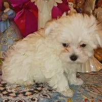 Posey's Green Ribbon, a male Maltese for sale in Norman, OK – Photo 7 of 8