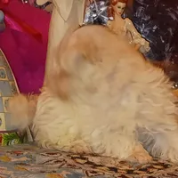 Posey's Green Ribbon, a male Maltese for sale in Norman, OK – Photo 4 of 8