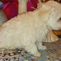 Posey's Green Ribbon, a male Maltese for sale in Norman, OK – Photo 5 of 8