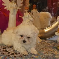 Posey's Green Ribbon, a male Maltese for sale in Norman, OK – Photo 8 of 8
