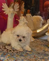 processed/246ee7d8-b604-4845-88d3-dca630bb8da7/listing/4fef4fa1-ea31-4f02-822d-ac211934fad0/ac52372a-a68f-4012-8e52-4ca59edb3b90