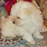 Posey's Green Ribbon, a male Maltese for sale in Norman, OK – Photo 2 of 8