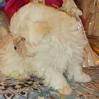 Posey's Green Ribbon, a male Maltese for sale in Norman, OK – Photo 3 of 8