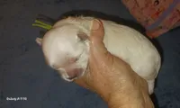 Posey's Green Ribbon Boy , a male Maltese for sale in Norman, OK – 7 of 10