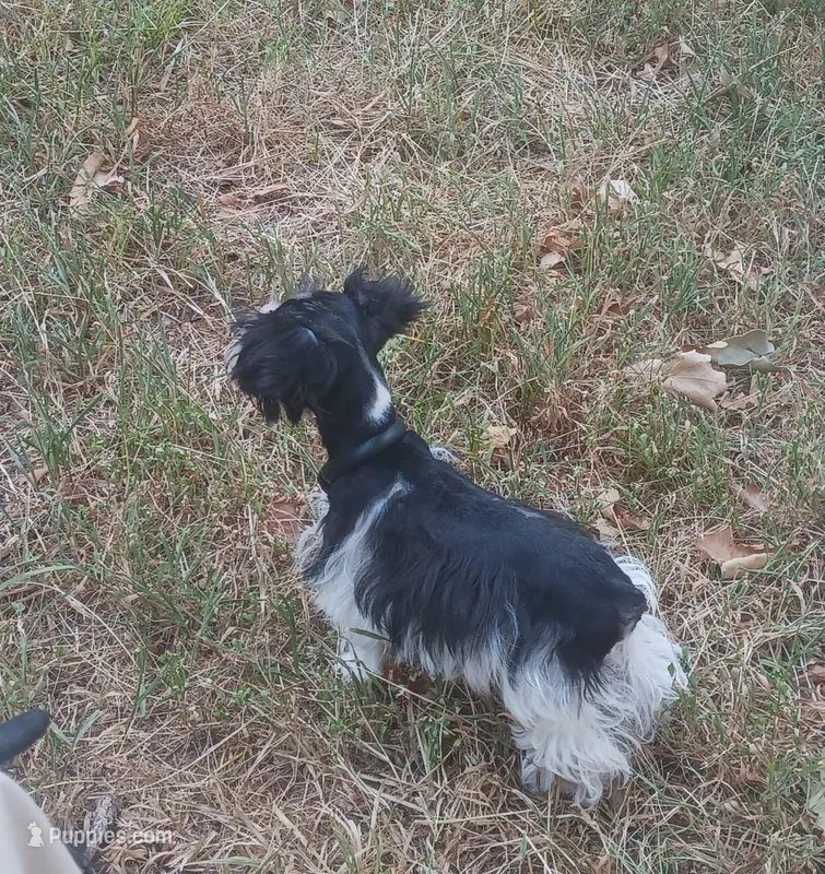 Tiny boy – Miniature Schnauzer puppy for sale in Norman, OK