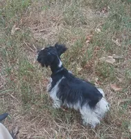 Tiny boy, a male Miniature Schnauzer for sale in Norman, OK – 4 of 10