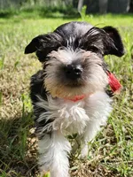 Hoppers Red Ribbon Girl, a female Miniature Schnauzer for sale in Norman, OK – 5 of 10